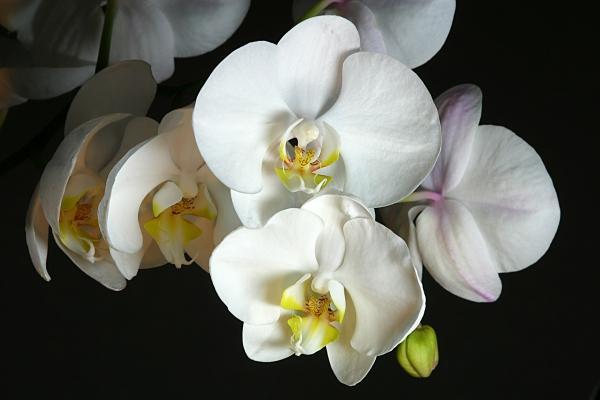 Weiße Orchideen als dezentes Gestaltungsmotiv